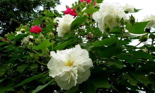 Điều đặc biệt ở loài hoa đổi ba màu trong một ngày 