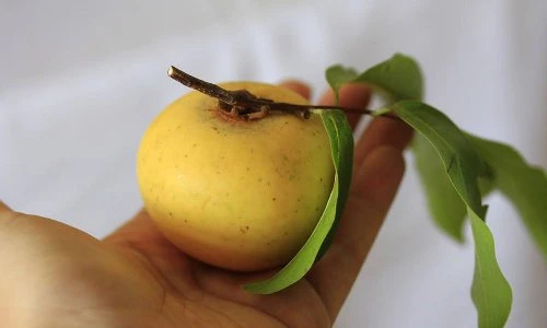 Những điều ít người biết về quả thị quen thuộc