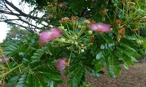 Điều hay ít ai biết về cây còng độc đáo có ở VN