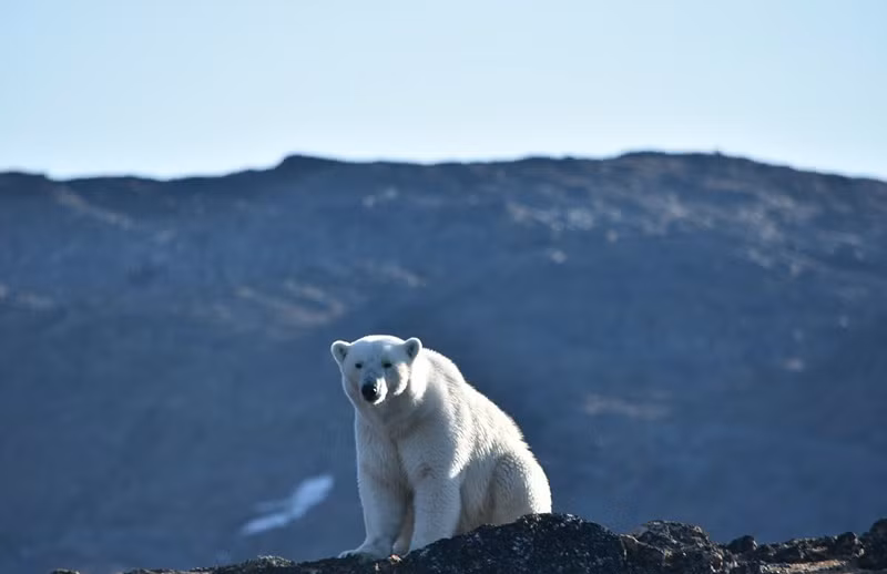 Chùm ảnh đau lòng về thảm cảnh của loài gấu Bắc cực