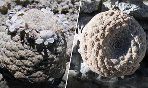 Phát hiện hai loài đẹp lạ trên dãy Andes: "Quý như vàng"?