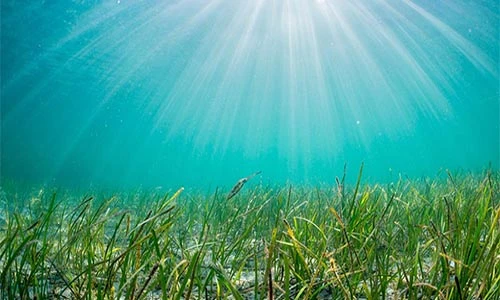 Phát hiện loài thực vật lớn nhất thế giới: Rộng tới 200km2?