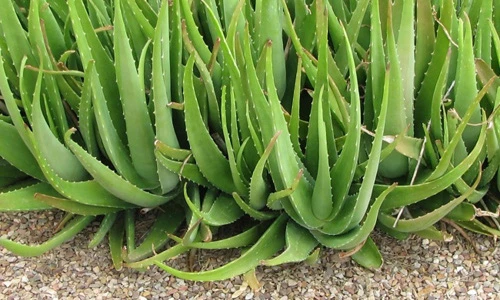 Giải mã loài cây "thần kỳ" nha đam