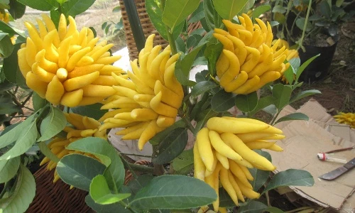 Hé lộ những điều ít người biết về quả phật thủ