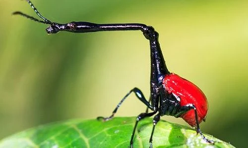 Hình ảnh ngỡ ngàng về thế giới côn trùng quanh ta