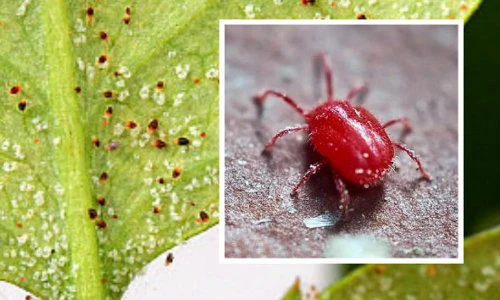 Chi tiết về loài nhện đỏ gây hại phổ biến ở Việt Nam