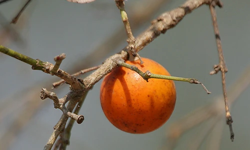 Khám phá loại quả ở VN giống quả cam nhưng độc tố cực mạnh 