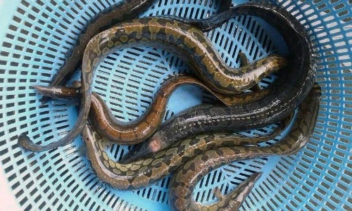 Khám phá thú vị cá chạch lấu, nổi tiếng ĐBSCL