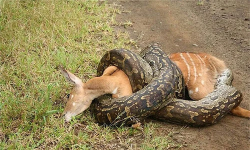 Sự thật khủng khiếp về loài trăn khổng lồ ăn thịt người ở châu Phi