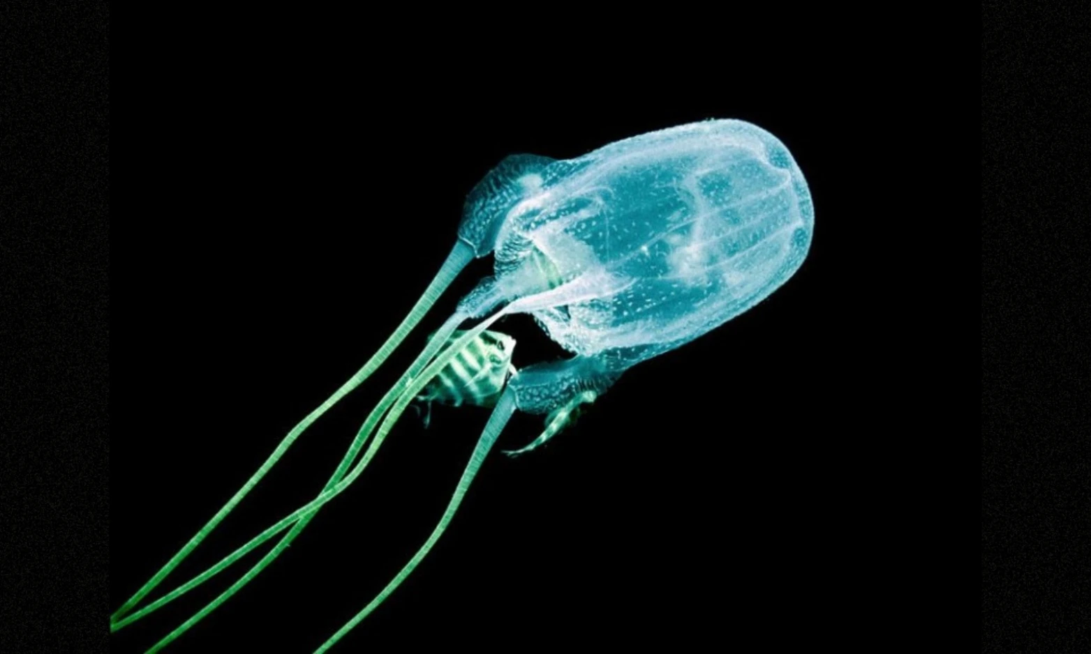 9 động vật có nọc độc nhất hành tinh, là "sát thủ hàng loạt" 