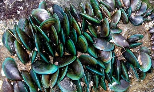 Điều kỳ thú ít biết về con vẹm xanh