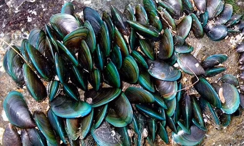 Điều kỳ thú ít biết về con vẹm xanh