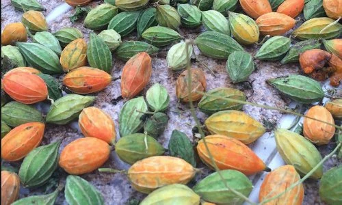 Kỳ thú cây mọc hoang thanh lọc được nước nhiễm độc