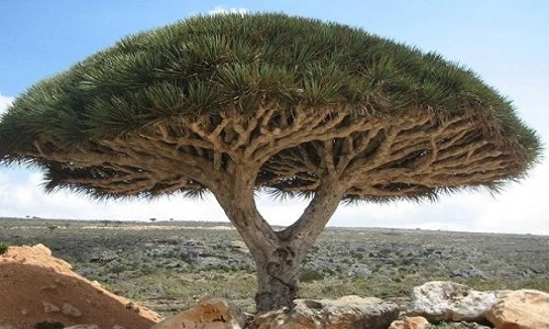 Những loài cây có hình dáng kỳ lạ, độc đáo gây choáng 