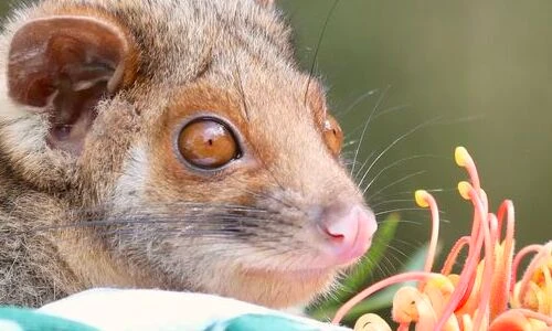 Tan chảy loạt ảnh động vật đáng yêu trong vườn thú Úc 