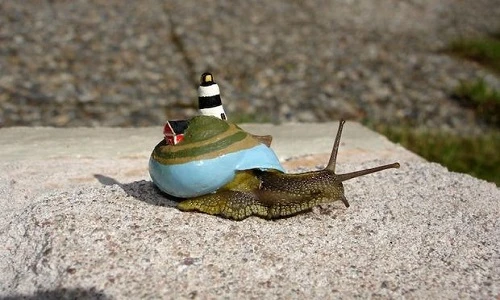 Ngỡ ngàng xem vỏ sên biến hóa diệu kỳ