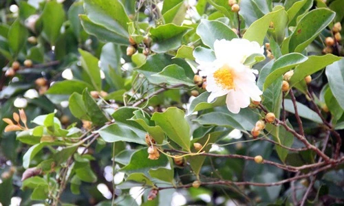 Khám phá thú vị về cây sở nổi tiếng Bình Liêu, Quảng Ninh