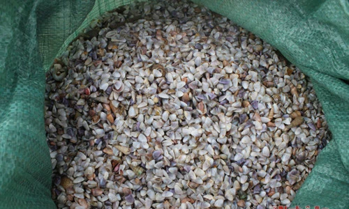 Khám phá về con dắt, đặc sản vùng biển Việt Nam