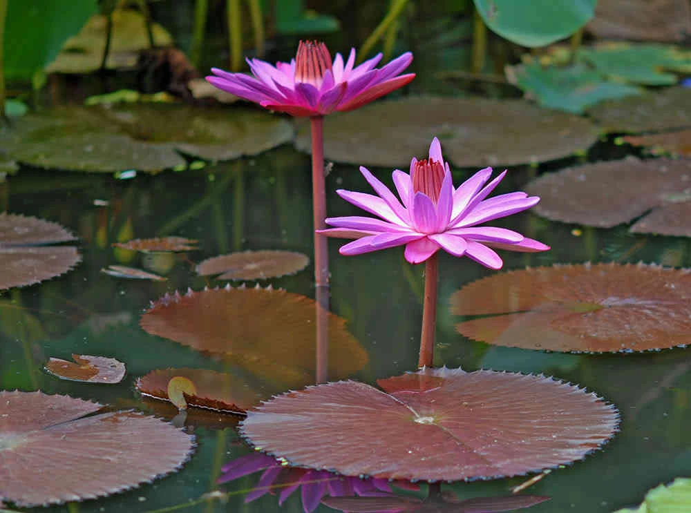 Cách dùng hoa súng miền Tây chữa nhiều bệnh tật