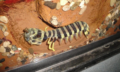 Sự thật ít biết về "hải sản thượng đẳng" tôm tít vằn