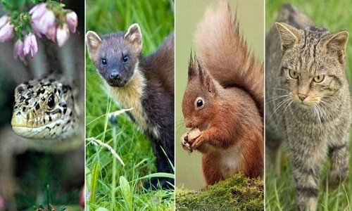 Những động vật quý hiếm đối diện tuyệt chủng ở Anh