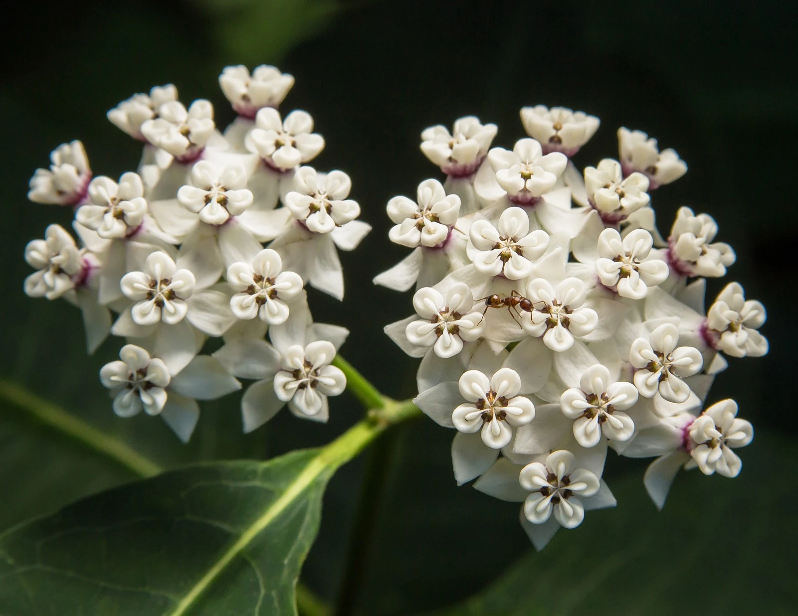 Dự đoán tuần mới 27/05 - 03/06/2018 cho 12 con giáp