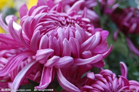 4 con giáp trời thương, có trí thông minh vượt trội hơn người