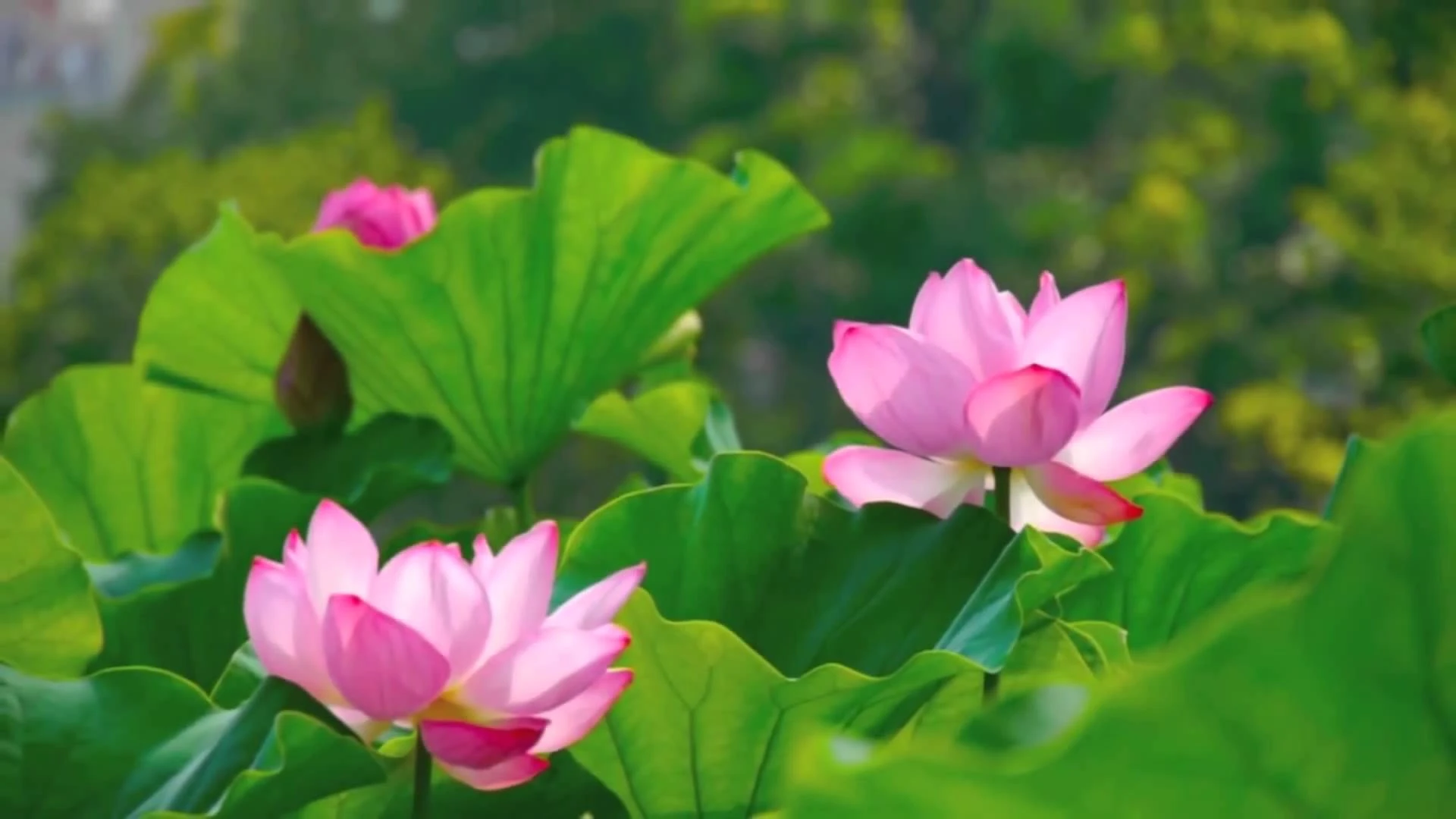 Dự đoán ngày mới 29/05/2018 cho 12 con giáp