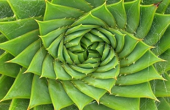 Kỳ thú dãy số Fibonacci trong thế giới tự nhiên
