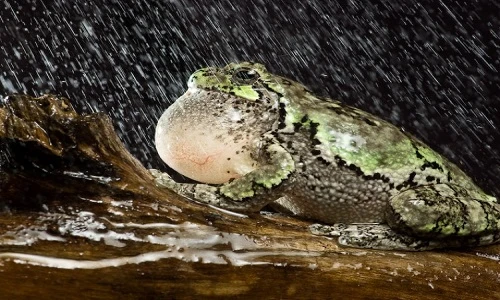 Điểm danh động vật có âm thanh độc nhất vô nhị