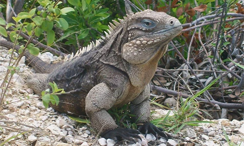 Tận mục thú cưng 40 triệu chỉ 3 người có ở Việt Nam