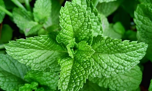 Điểm danh 10 loại thảo mộc giúp bảo vệ hệ hô hấp trong "mùa" COVID-19