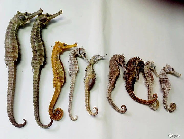 Món ăn bài thuốc từ cá chữa xuất tinh sớm ít người biết