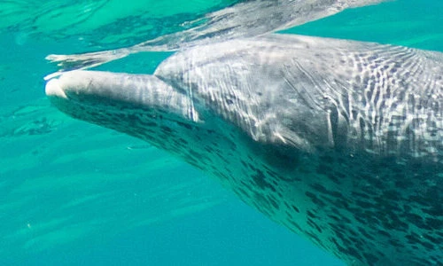 Kỳ lạ cá heo uống nước tiểu của nhau, chuyên gia lý giải "sốc"