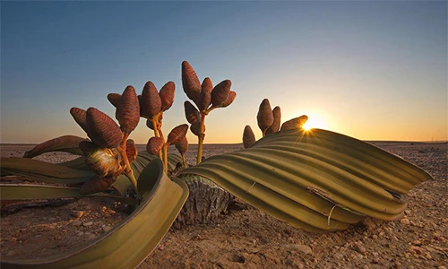 Kì lạ loài cây được ví như “hoá thạch sống”, trông hệt... bạch tuộc