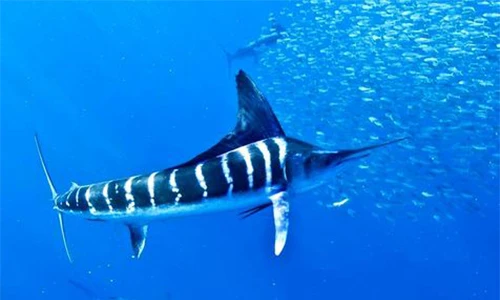 10 loài cá bơi nhanh nhất hành tinh: Bất ngờ số 4!