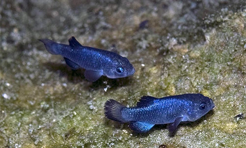Động đất, lộ ra loài cá “cô độc nhất hành tinh” trong hang động