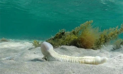 Bất ngờ loài cá có ngoại hình “nhạy cảm": Hóa ra là đặc sản!