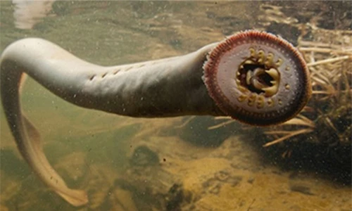 Kinh ngạc loài cá hút máu sống sót qua 4 cuộc đại tuyệt chủng