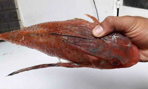 Điều ít người biết về cá tắc kè đặc trưng biển miền Trung