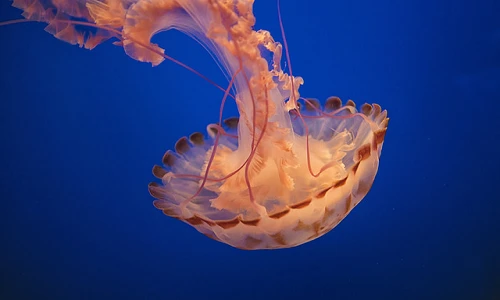 Sự thật giật mình về những con sứa 