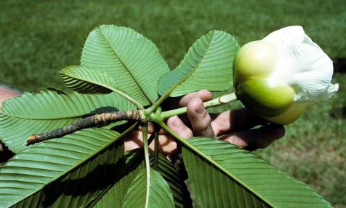 Khám phá "sốc" ít người biết về cây sổ có nhiều ở Tây Bắc