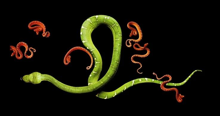 Vẻ đẹp chết người của những loài rắn cực độc