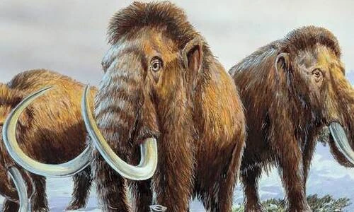 Sự thật động trời nguyên nhân tuyệt chủng của voi ma mút lông cừu 