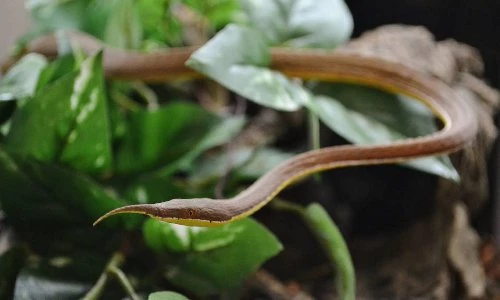 Sự thật về rắn mũi lá sở hữu vết cắn đau thấu xương