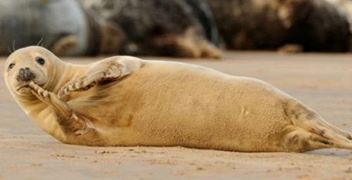 Hải cẩu và những khám phá gây sốc nhất