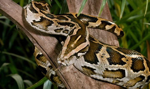 Những khám phá gây bất ngờ về loài trăn khổng lồ