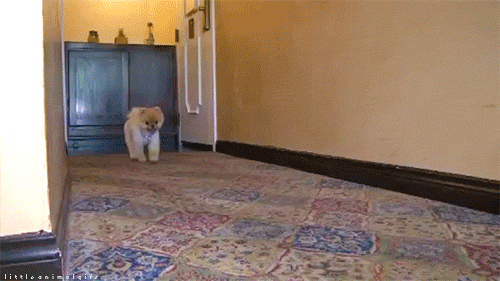 ... và 7 giây 76 cho quãng đường 5m bằng 2 chân trước.