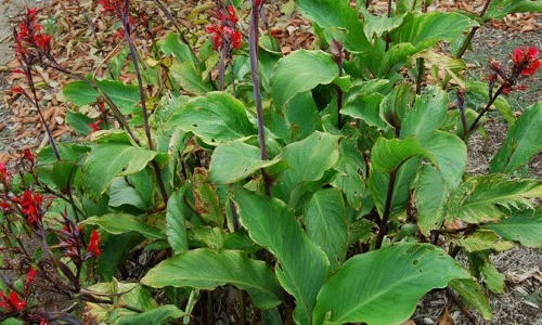 Khám phá thú vị về cây dong riềng đỏ