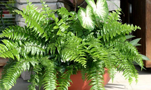 Điều bất ngờ về cây dương xỉ mọc đầy bờ tường